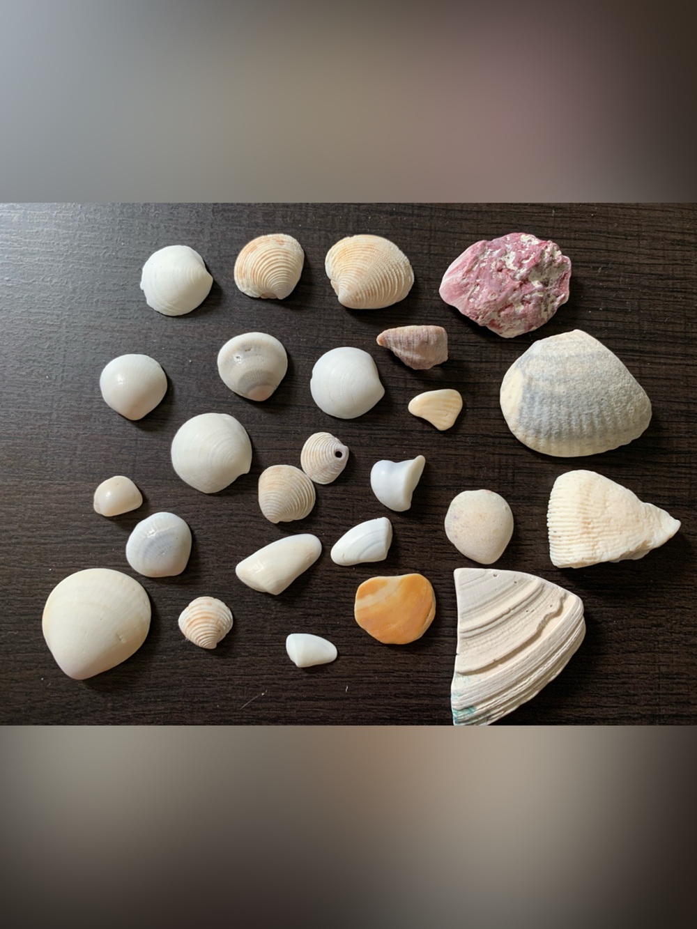 Natural White and Cream Shell Mix